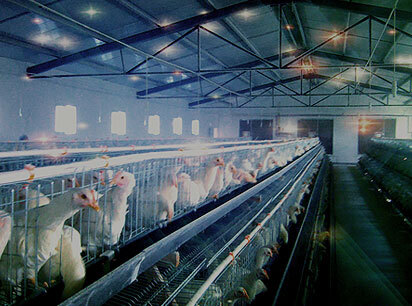 large scale scientific breeding air conditioning and ventilation system with the improvement of mode